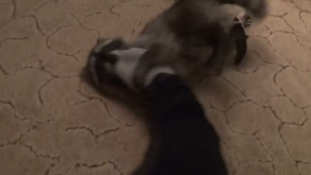 Приколы с енотами смотреть онлайн