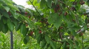 черешня сорт Сильвія.