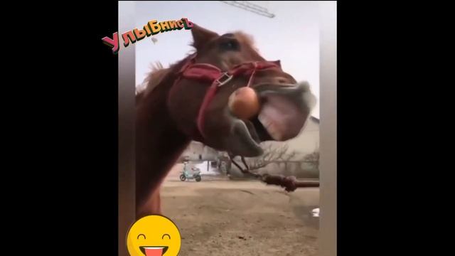 Смотреть Лучшее 2019 Приколы Улыбнисъ Видео Подборка смотреть онлайн