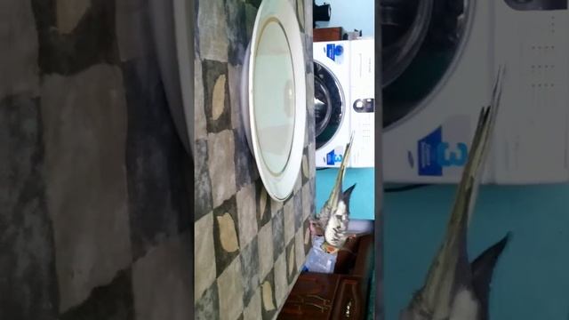 Прикольный попугай смотреть онлайн