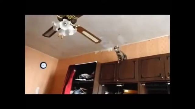 Кошка,улыбнись смешно 4 тв смотреть онлайн