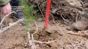 Егорьевцы посадили 5 тысяч сеянцев сосны в память о погибших на фронтах Великой Отечественной.