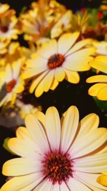Tsvetok na kazhdyi den.Цветок на каждый день."Blooming Your Life: How to Have a Flower for Every Da смотреть онлайн