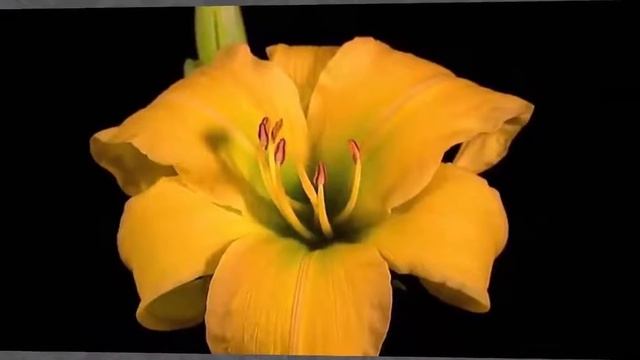 Ларисочке поздравление с Днём рождения