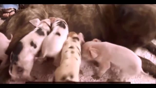 Самые свежие приколы лето 2015 смотреть онлайн