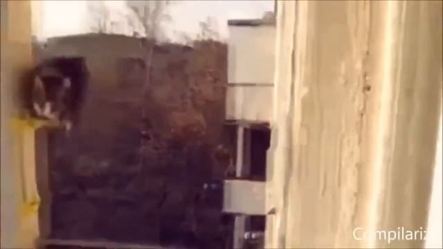 приколы про кошек смотреть онлайн