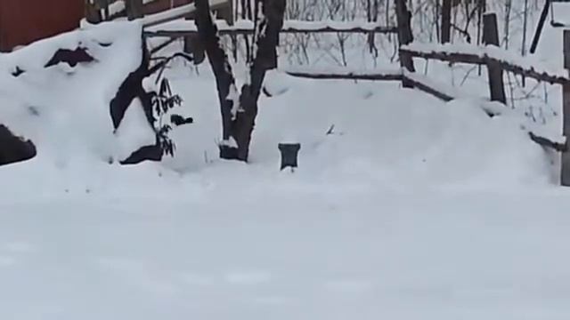 Drunq Squirell! Пьяная белка! Прикол смотреть онлайн