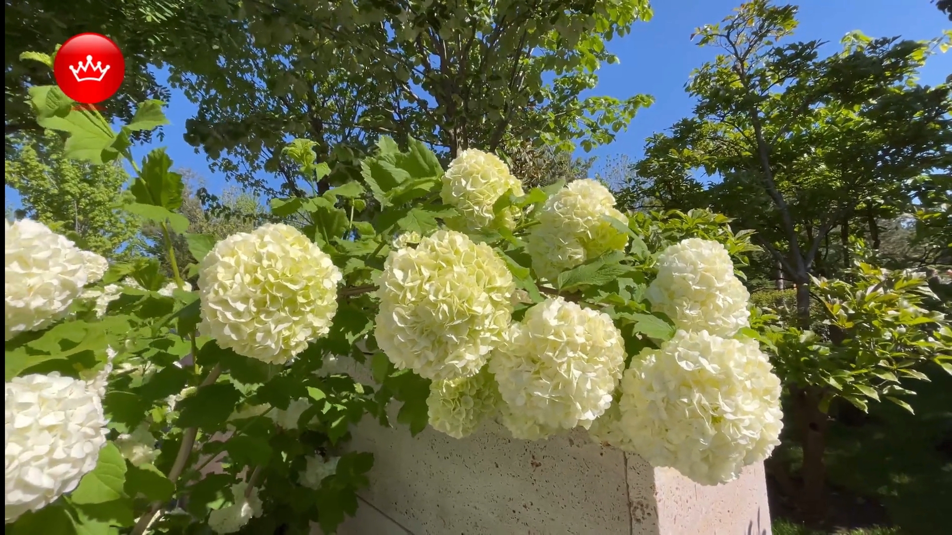 🦋Парк Галицкого и море цветов Японский сад 2025. смотреть онлайн