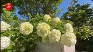 🦋Парк Галицкого и море цветов Японский сад 2025.