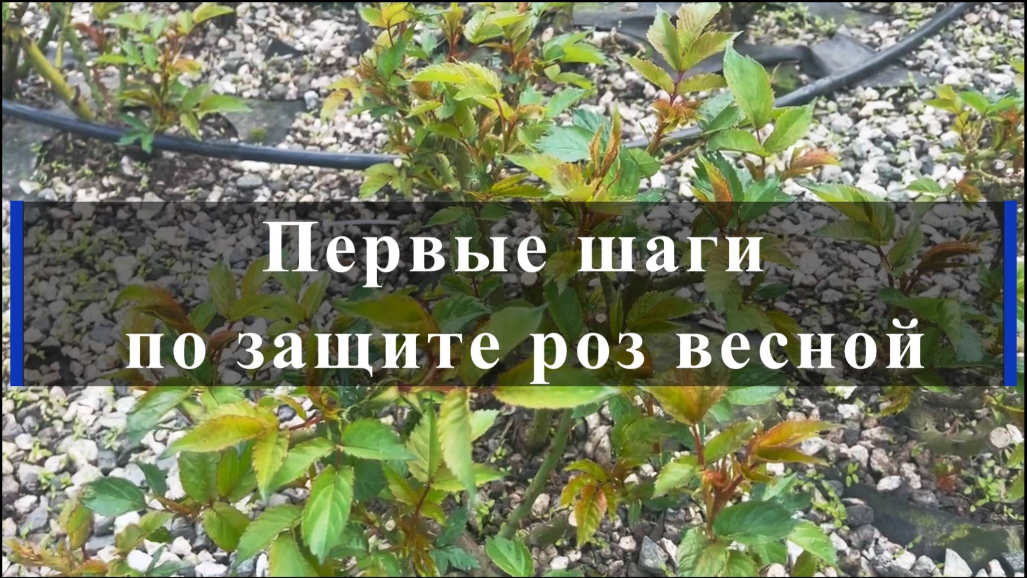 Первые шаги по защите роз весной смотреть онлайн