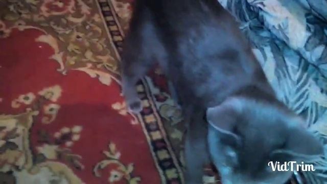 Кошка приносит мяч,котопёс,ржач,прикол,ахахаха смотреть онлайн