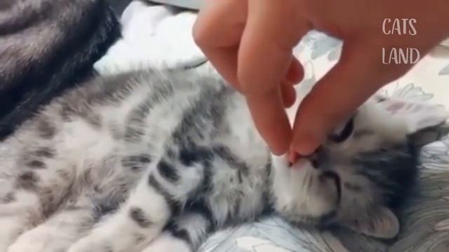 OMG So Cute Cats ♥ Лучшие смешные видео про кошек 2021 года Sequence 10 смотреть онлайн