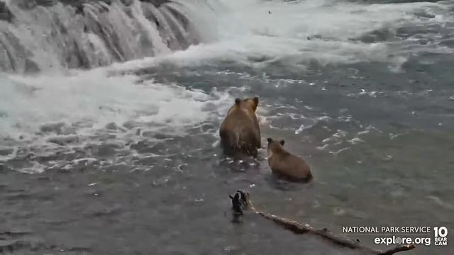 Медведи Катмай (Аляска) - Katmai bears. Alaska. смотреть онлайн
