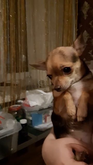 Чувство вины у собаки