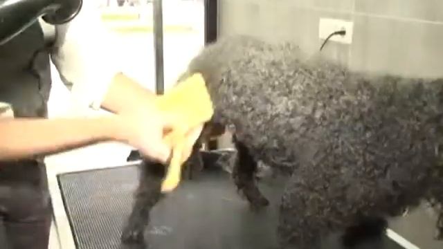 GAMA PET SHOP смотреть онлайн