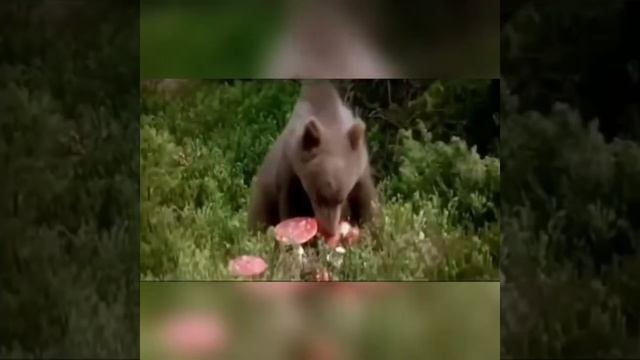 Лучшие приколы с животными 2022до слез угар подборка приколы смотреть онлайн