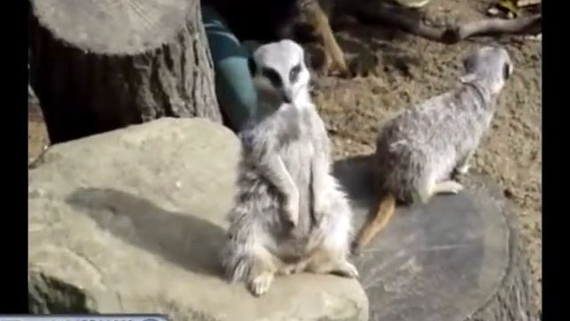 Видео прикол Сурикат кимарит смотреть онлайн