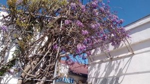 video_2025-04-29_16-18-52