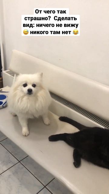 Ничего не вижу, ничего не слышу!!! Лучший способ: не смотреть даже 😂