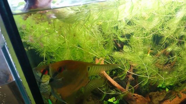 Обзор моих аквариумов с кормлением рыбок 14.02.24 #аквариумистика #аквариумдома #aquariumhobby