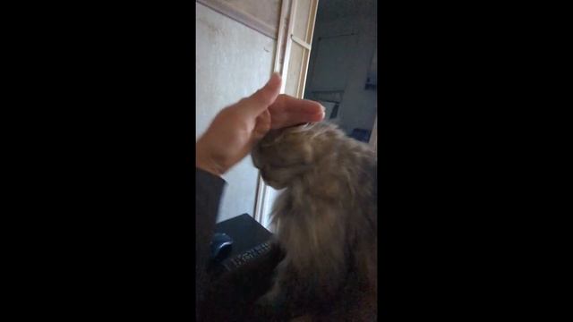 Топовая подборка приколов с кошками и не только, для хорошего настроения! №4 смотреть онлайн