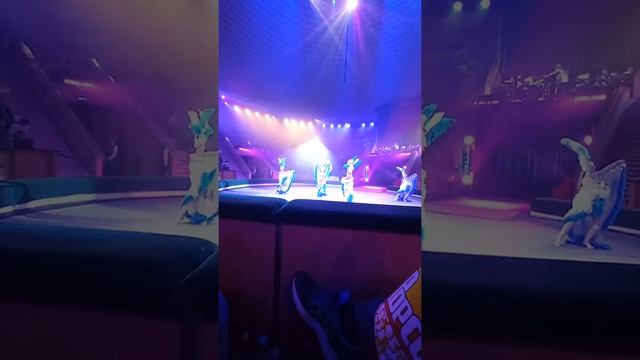 мы в цирке в гомеле