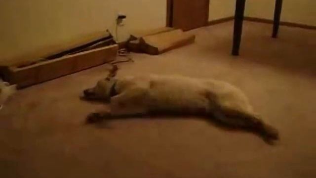 прикольная собака кошмарный сон смотреть онлайн