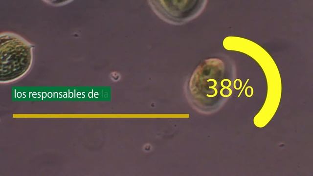 CULTIVO DE MICROALGAS EN 2 MINUTOS смотреть онлайн