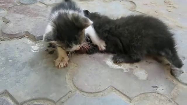 Милі котики смотреть онлайн