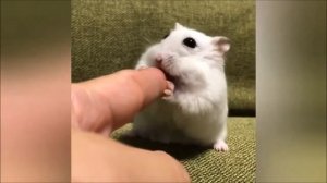 Смешные хомяки №10