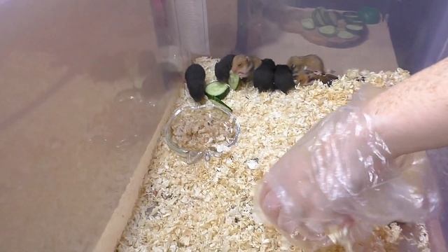 Хомячата КРИЧАТ на меня / СМЕШНЫЕ хомячата / Алиса Изи Петс / Alisa Easy Pets смотреть онлайн