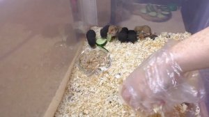 Хомячата КРИЧАТ  на меня / СМЕШНЫЕ хомячата / Алиса Изи Петс / Alisa Easy Pets