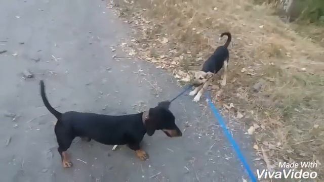 Смешные таксы! смотреть онлайн