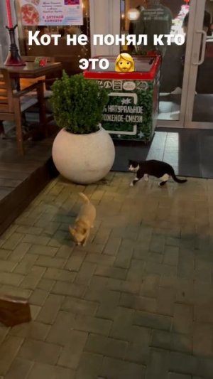 #shorts #shortvideo #собака #кот #смешныекоты #смешныеживотные #приколы #чихуахуа #chihuahua #юмор