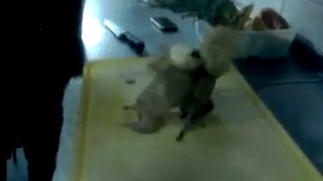 Приколы поваров смотреть онлайн