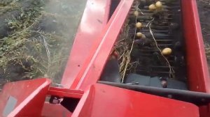 Уборка картофеля. Уралец и копалка виракс.