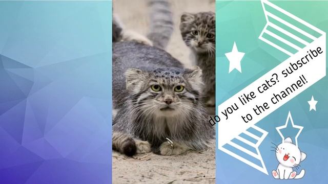 funny videos animals смешные Котики 😹 весёлые щенки 🐶 №18 смотреть онлайн