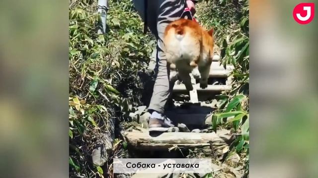 Подборка видео с животными 2018 от Joinfo: самые забавные и милые животные смотреть онлайн