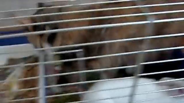 Котэ. Побег из камеры пыток смотреть онлайн
