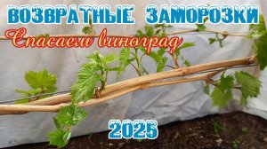 ВОЗВРАТНЫЕ ЗАМОРОЗКИ. Спасаем кусты винограда.