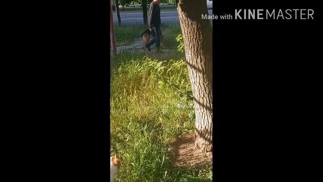 Моя прогулка с собакой (с веселыми моментами) #jackrussellterrier | Собаки Собачий день смотреть онлайн