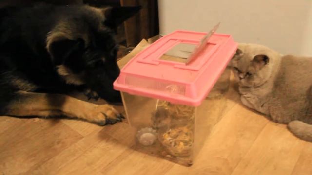 Фрея и Одетта знакомятся с Кузей.Кошки против собак -битва за хомяка))) смотреть онлайн