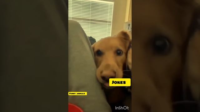 ПРИКОЛИ З ТВАРИНАМИ КУРВА ПРИКОЛ / FUNNY ANIMALS #приколизтваринами #курваприкол #смешныеживотные смотреть онлайн