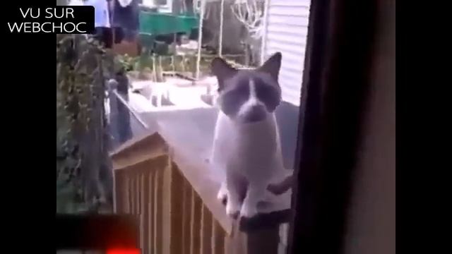 Кот кричит аллах акбар! смотреть онлайн