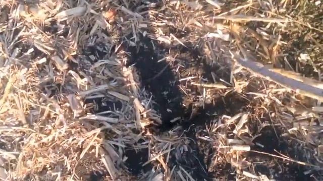 Уборка кукурузы 2019. смотреть онлайн