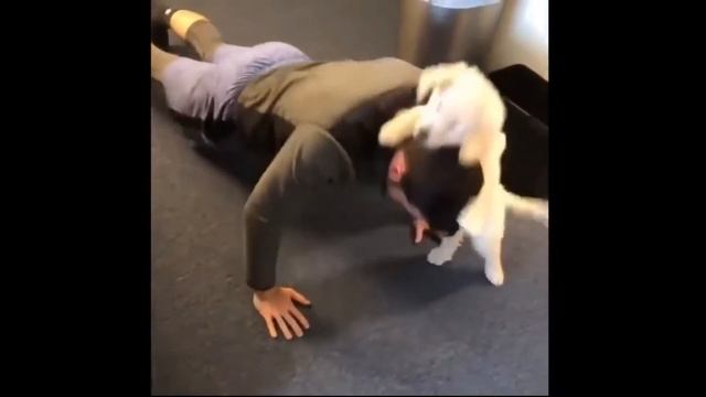 😍Котики и Собачки Котята и Щенки.Смешные и милые видео 2021.# 12 смотреть онлайн