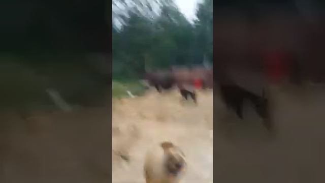 Медведи снова атакую месторождение Мухто