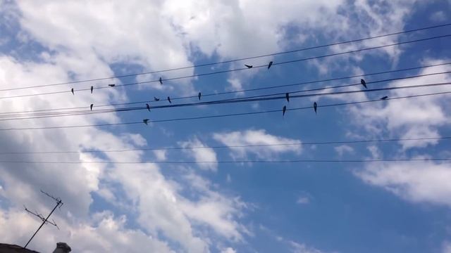Ласточки на проводах// Живые звуки природы🌲 смотреть онлайн