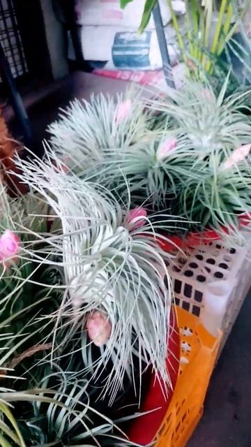 Cotton Candy Airplant смотреть онлайн