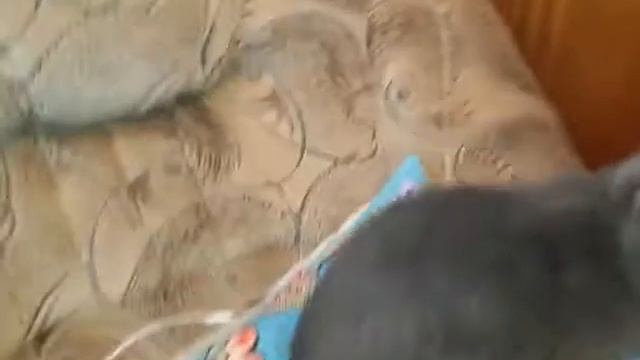 Шотландская вислоухая кошка Соня 8 смотреть онлайн
